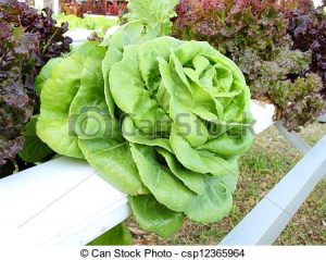 what is hydroponic lettuce