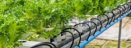 step by step hydroponics systems