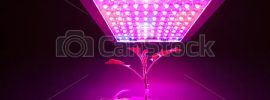 soilless garden, grow box system