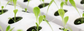 how to hydroponics step-by-step instruction guide