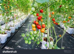 hydroponic tomato growing