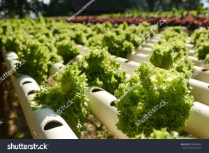 hydroponic systems work