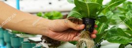 who invented hydroponics?